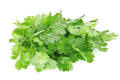 Organic Cilantro Seeds - 150+ Non-GMO Slow Bolt Herb Seeds for Home Gardening - Coriandrum sativum
