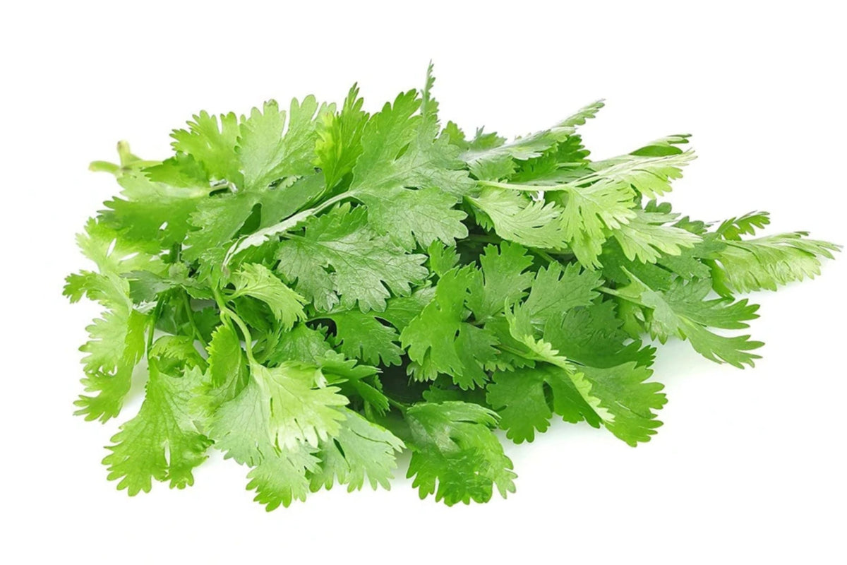Organic Cilantro Seeds - 150+ Non-GMO Slow Bolt Herb Seeds for Home Gardening - Coriandrum sativum