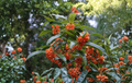 Apricot Echo Sweet Olive Rooted Starter Plant Osmanthus fragrans Evergreen Fragrant Shrub