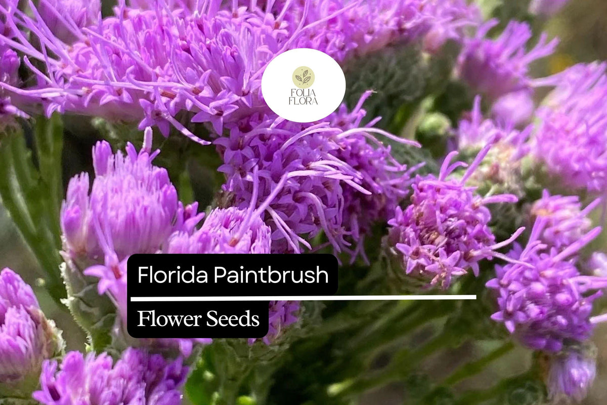 Florida Paintbrush Seeds - 25 Purple Wildflowers for Pollinator Gardens - Carphephorus corymbosus