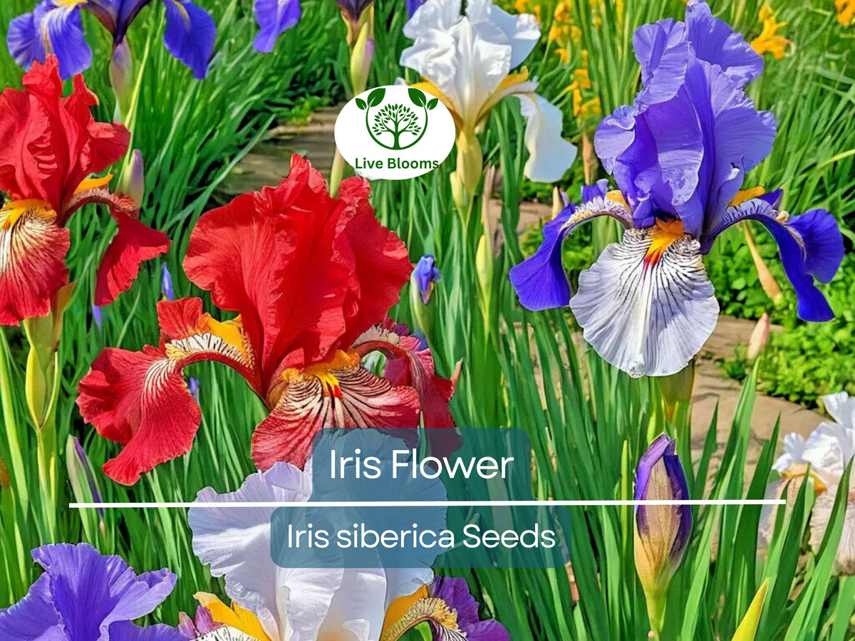 30 Iris Siberica Flower Seeds – Colorful Mix of Purple, White, Red, Blue, Easy to Grow Perennial Garden Flowers