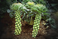 Brussels Sprouts Seeds Pack of 250 – Long Island Improved Heirloom, Compact, Green Brassica oleracea var. gemmifera