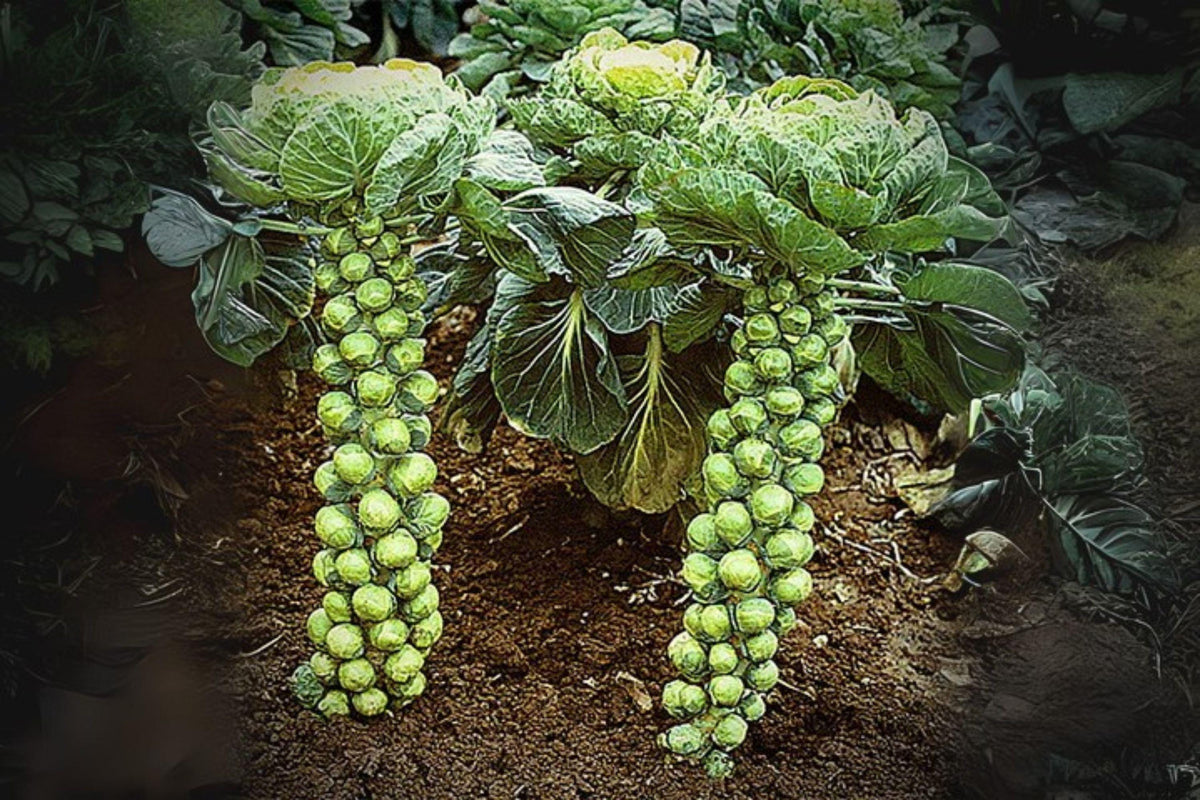 Brussels Sprouts Seeds Pack of 250 – Long Island Improved Heirloom, Compact, Green Brassica oleracea var. gemmifera