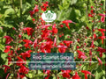500 Seeds Red Scarlet Sage Salvia, Hummingbird Attractant, Non-GMO Annual & Perennial Garden Plants