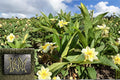 Yellow Plumeria Cutting - Triple Head Frangipani - Tropical Flowering Tree - Fragrant Yellow Blooms - Plumeria spp.