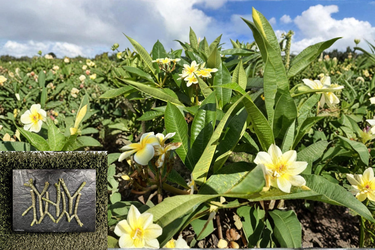 Yellow Plumeria Cutting - Triple Head Frangipani - Tropical Flowering Tree - Fragrant Yellow Blooms - Plumeria spp.
