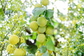 Green Gage Plum Tree - Live Fruit Tree Plant, Prunus domestica, 2ft Tall, Edible, Ornamental, Full Sun