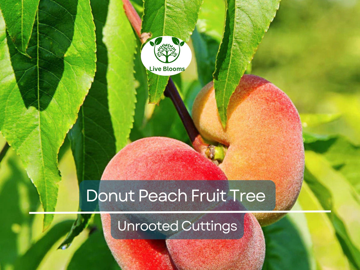 Donut Peach Fruit Tree Scion Cuttings – 6-10" Prunus persica var. platycarpa for Grafting & Rooting