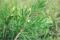 25 Eastern Red Cedar Seeds – Juniperus virginiana – Native Evergreen Tree for Bonsai, Wildlife, and Landscaping