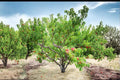Contender Peach Tree Live Plant, Bare Root, Yellow Flesh, Prunus persica, 2ft Tall Fruit Tree for Garden & Orchard