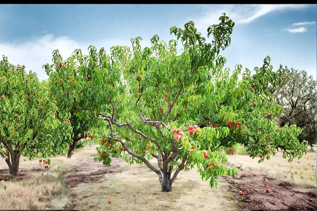 Contender Peach Tree Live Plant, Bare Root, Yellow Flesh, Prunus persica, 2ft Tall Fruit Tree for Garden & Orchard