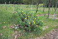 Opuntia Cacanapa ‘Ellisiana’ Spineless Prickly Pear Cactus Cuttings – Drought Tolerant, Ornamental, Full Sun
