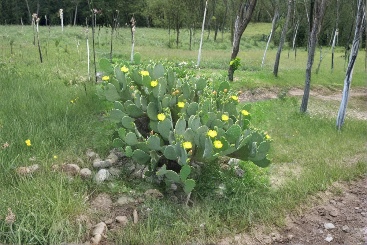 Opuntia Cacanapa ‘Ellisiana’ Spineless Prickly Pear Cactus Cuttings – Drought Tolerant, Ornamental, Full Sun