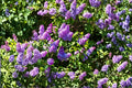 Old Fashioned Lilac Syringa vulgaris Bare Root Live Plants - Fragrant Purple Flowering Shrub, 1 ft Tall