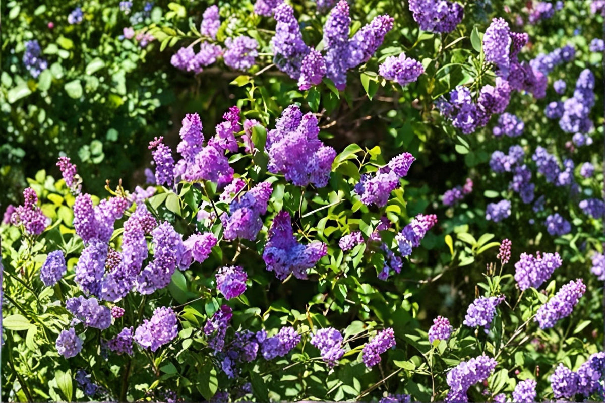 Old Fashioned Lilac Syringa vulgaris Bare Root Live Plants - Fragrant Purple Flowering Shrub, 1 ft Tall