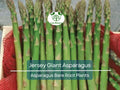 15 Jersey Giant Asparagus Crowns – 2-Year Bare Root Perennial Vegetable Plants – Cold Hardy, High-Yielding, Early Harvest