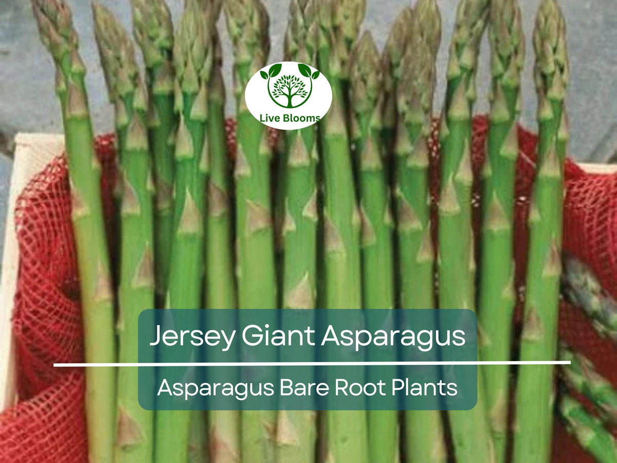 15 Jersey Giant Asparagus Crowns – 2-Year Bare Root Perennial Vegetable Plants – Cold Hardy, High-Yielding, Early Harvest