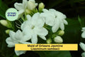 Maid of Orleans Jasmine Live Rooted Starter Plant – Jasminum sambac, Fragrant White Blooming Shrub/Vine for Garden or Patio