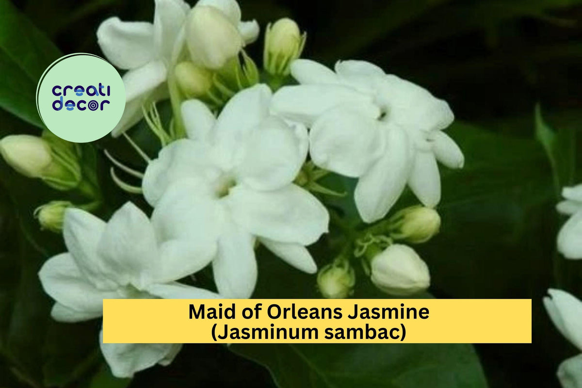 Maid of Orleans Jasmine Live Rooted Starter Plant – Jasminum sambac, Fragrant White Blooming Shrub/Vine for Garden or Patio