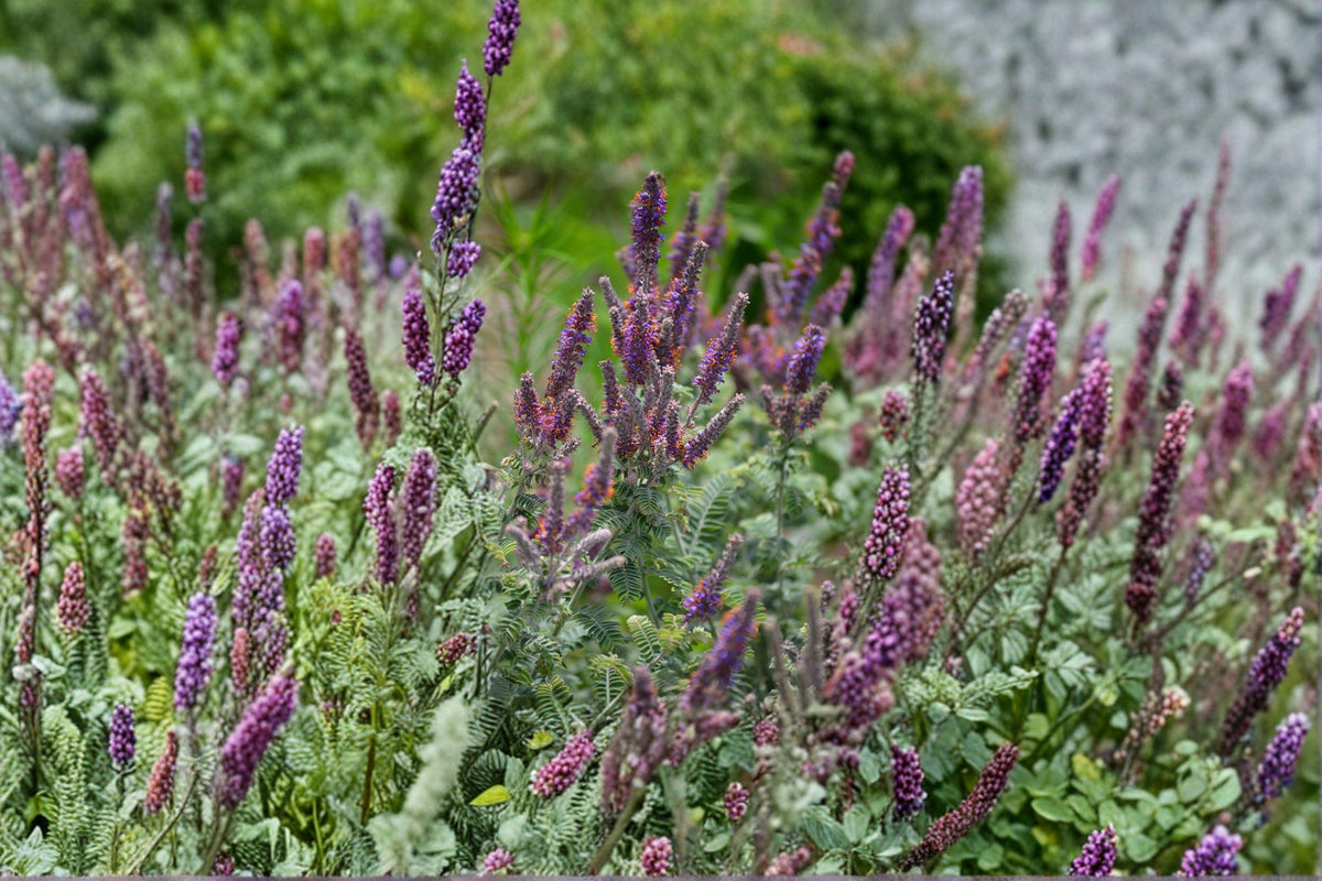 Amorpha canescens Lead Plant Seeds – Native Prairie Shrub, Pollinator Attractant, Nitrogen-Fixing, Perennial, 50 Seeds