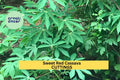 Organic Sweet Red Cassava Cuttings – Manihot esculenta, Yuca Stem for Planting, Tropical Root Crop, Edible Starch Planting Material