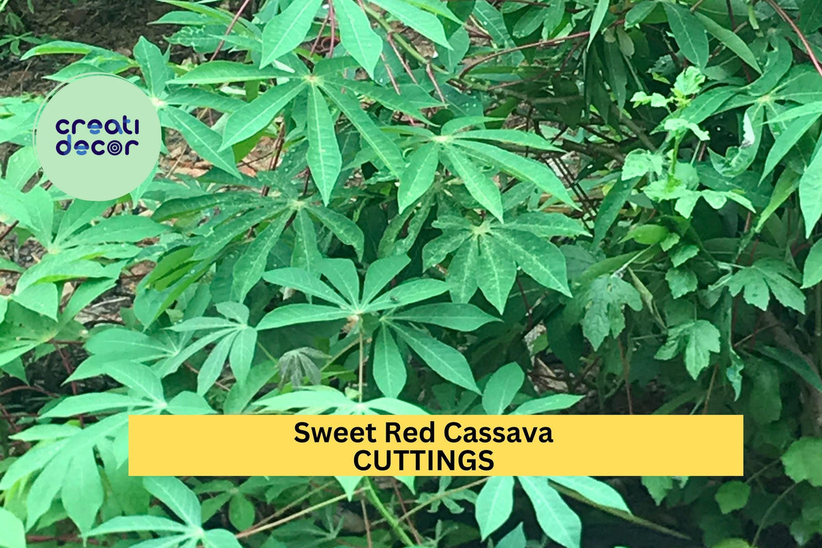 Organic Sweet Red Cassava Cuttings – Manihot esculenta, Yuca Stem for Planting, Tropical Root Crop, Edible Starch Planting Material