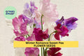 50+ Winter Romance Sweet Pea Seeds – Soft Blush Pink Fragrant Blooms for Garden Planting, Climbing Vines for Trellises – USA