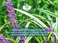 2 Variegated Liriope Muscari Bare Root Cuttings – Monkey Grass Groundcover with Striped Foliage & Purple Spikes
