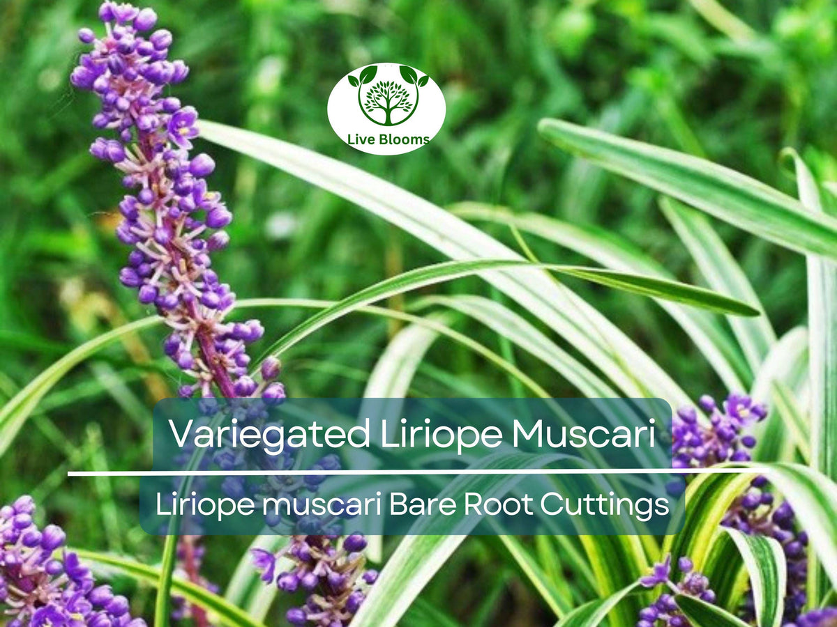 2 Variegated Liriope Muscari Bare Root Cuttings – Monkey Grass Groundcover with Striped Foliage & Purple Spikes