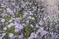 Smooth Blue Aster Seeds – Symphyotrichum laeve Native Wildflower for Pollinator Gardens, Drought Tolerant, 100 Seeds