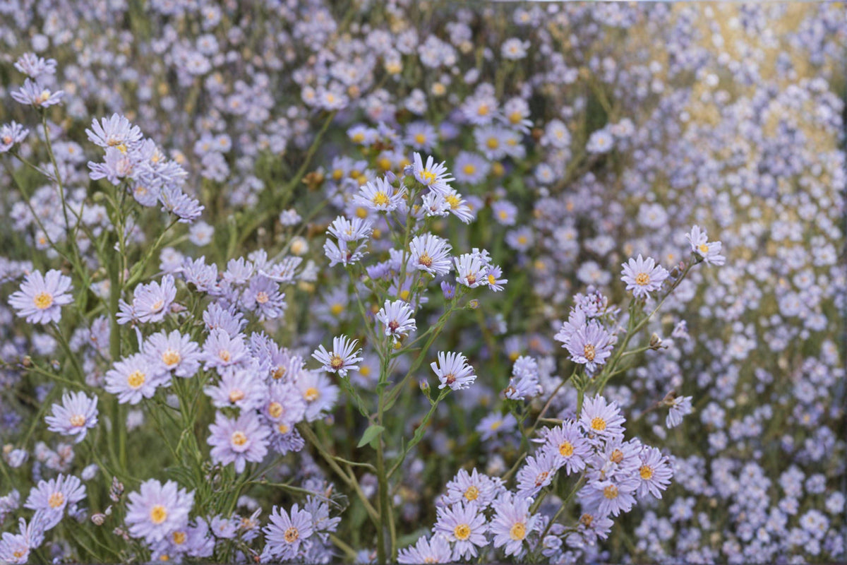Smooth Blue Aster Seeds – Symphyotrichum laeve Native Wildflower for Pollinator Gardens, Drought Tolerant, 100 Seeds