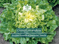 850 Seeds Endive Broadleaf Batavian Cichorium endivia Non-GMO Heirloom Salad Green, Bitter Green, Easy to Grow