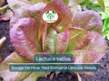 700 Seeds Rouge De Hiver Red Romaine Lettuce (Lactuca sativa) - Cold-Hardy, Heirloom, Red Leaf Lettuce for Gardening