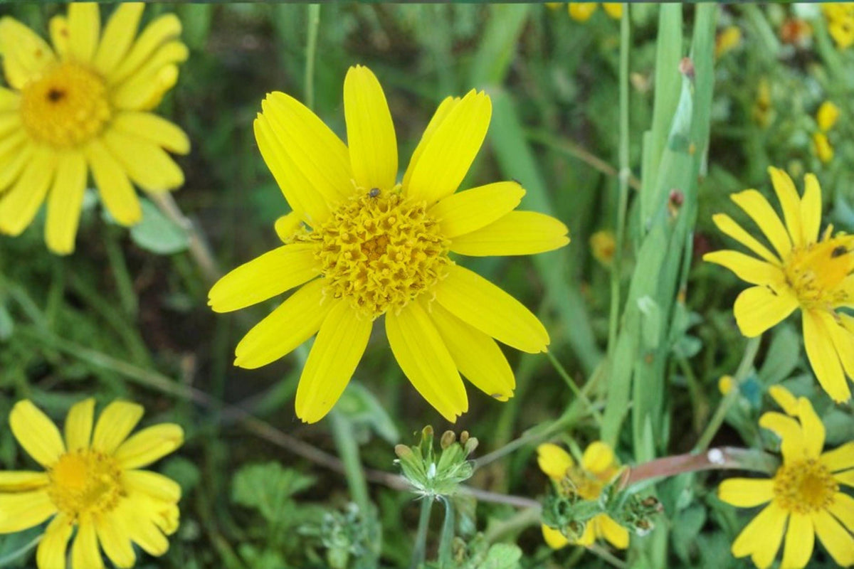 100 Seeds Arnica chamissonis Meadow Arnica Perennial for Pollinator Gardens & Meadows - Yellow Daisy Flowers