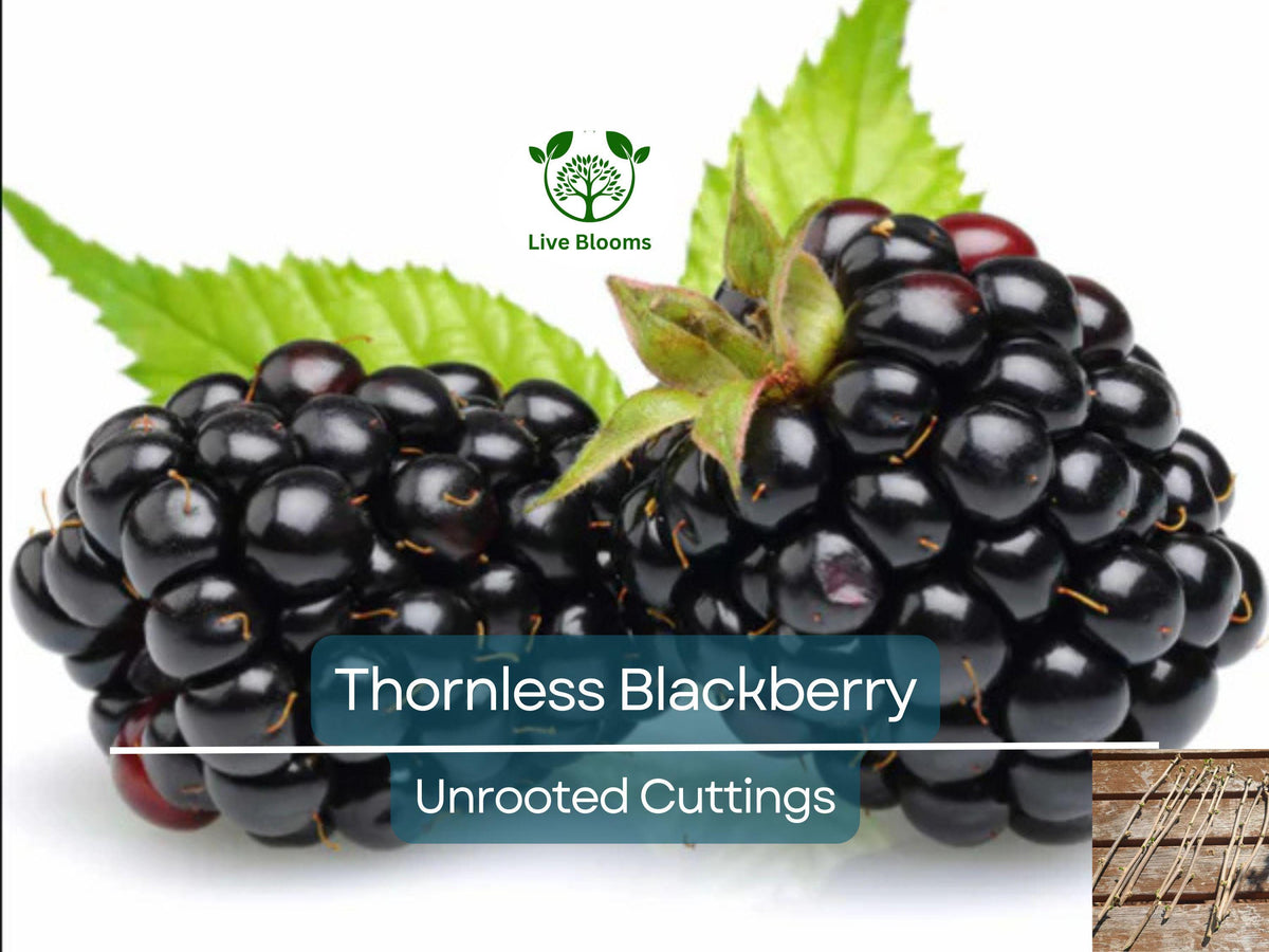 Organic Thornless Blackberry Cuttings 5-8" Rubus fruticosus, Unrooted, Sweet Berries, Easy to Grow, Home Garden, Fruit Plant