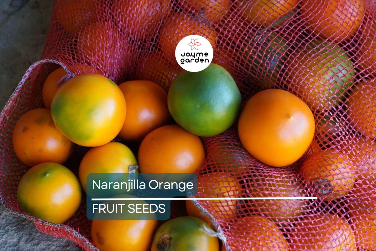 20 Naranjilla (Solanum quitoense) Seeds – Exotic Tropical Fruit Plant, Lulo Quito Orange Tree, Fast Fruiting, Container-Friendly, Zone 10-12