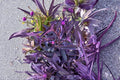 Purple Heart Unrooted Cuttings - Tradescantia pallida, Trailing Perennial Groundcover, Vibrant Purple Foliage, Pink Flowers