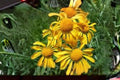 Orange Mountain Daisy Seeds – Hymenoxys hoopesii – Native Wildflower with Yellow Blooms – Pollinator Plant for Mountain Meadows