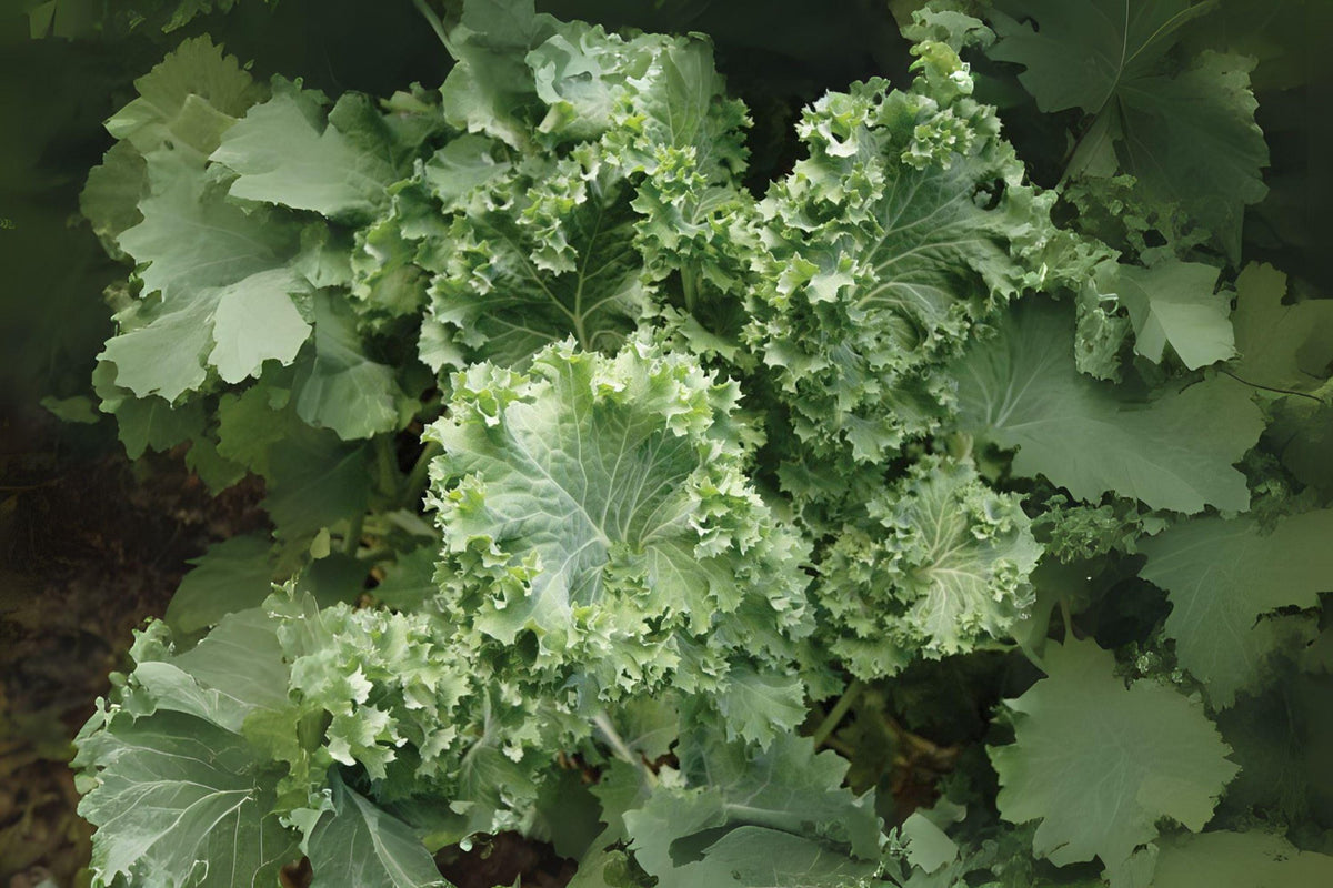 250 Dwarf Siberian Kale Seeds – Cold-Hardy Heirloom Greens, Ruffled Green Leaves, Brassica napus, Perfect for Salads & Sautés