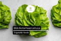 500 Bibb Lettuce Seeds - Lactuca sativa, Butterhead Variety, Tender Leaves, Compact Growth, Perfect for Salads & Wraps