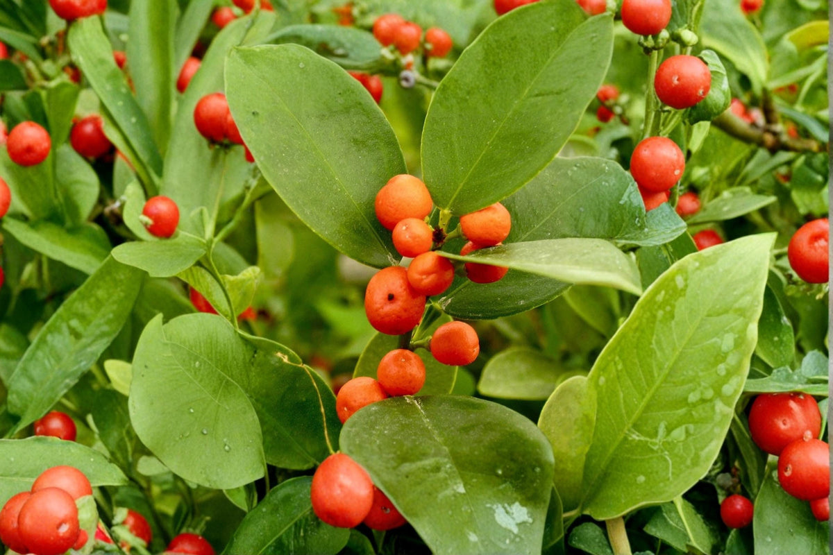 Hong Kong Kumquat Seeds Fortunella hindsii Citrus Plant for Container Gardens, Ornamental Fruit
