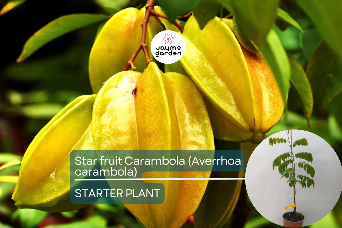 Starfruit Carambola Tree (Averrhoa carambola) – Tropical Evergreen with Star-Shaped Fruits – Garden Fruit Tree for USDA Zones 9-11