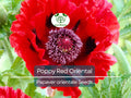 1000 Seeds Red Oriental Poppy, Scarlet Large Flowers, Perennial, Non-GMO, Papaver orientale, Garden Landscape, Flower Bed Seeds