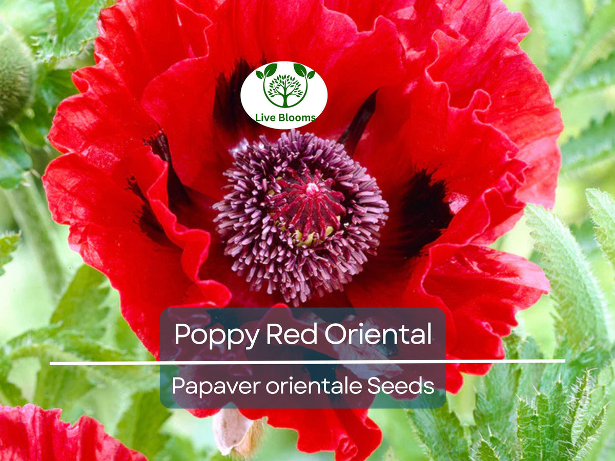 1000 Seeds Red Oriental Poppy, Scarlet Large Flowers, Perennial, Non-GMO, Papaver orientale, Garden Landscape, Flower Bed Seeds