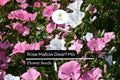 Dwarf Rose Mallow Seeds | Hibiscus moscheutos | Compact Perennial with Vibrant White, Pink, Red & Bi-Color Blooms