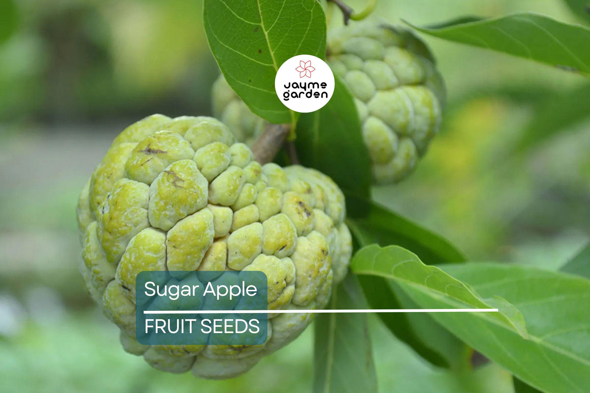 Organic Sugar Apple Seeds (Annona squamosa) – Tropical Fruit Tree for Zones 9-11, Exotic Sweetsop, Custard Apple, Container Growing
