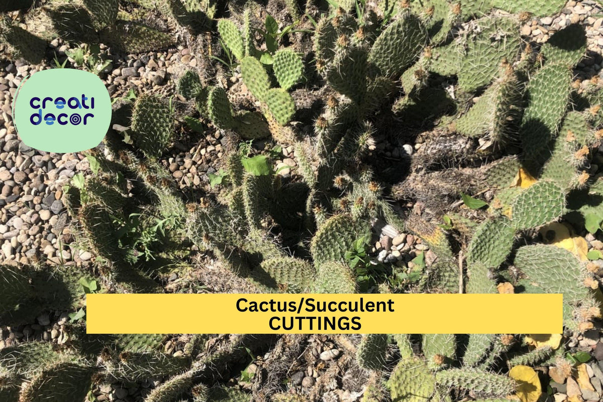 Assorted Succulent or Cactus Cutting | Unrooted Starter for Propagation | Indoor & Outdoor Plant | Echeveria, Crassula, Sedum, Opuntia