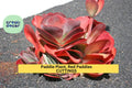 Rooted Paddle Plant Cuttings | Kalanchoe Thyrsiflora / Luciae | Red-Edged Succulent for Indoor or Garden Use