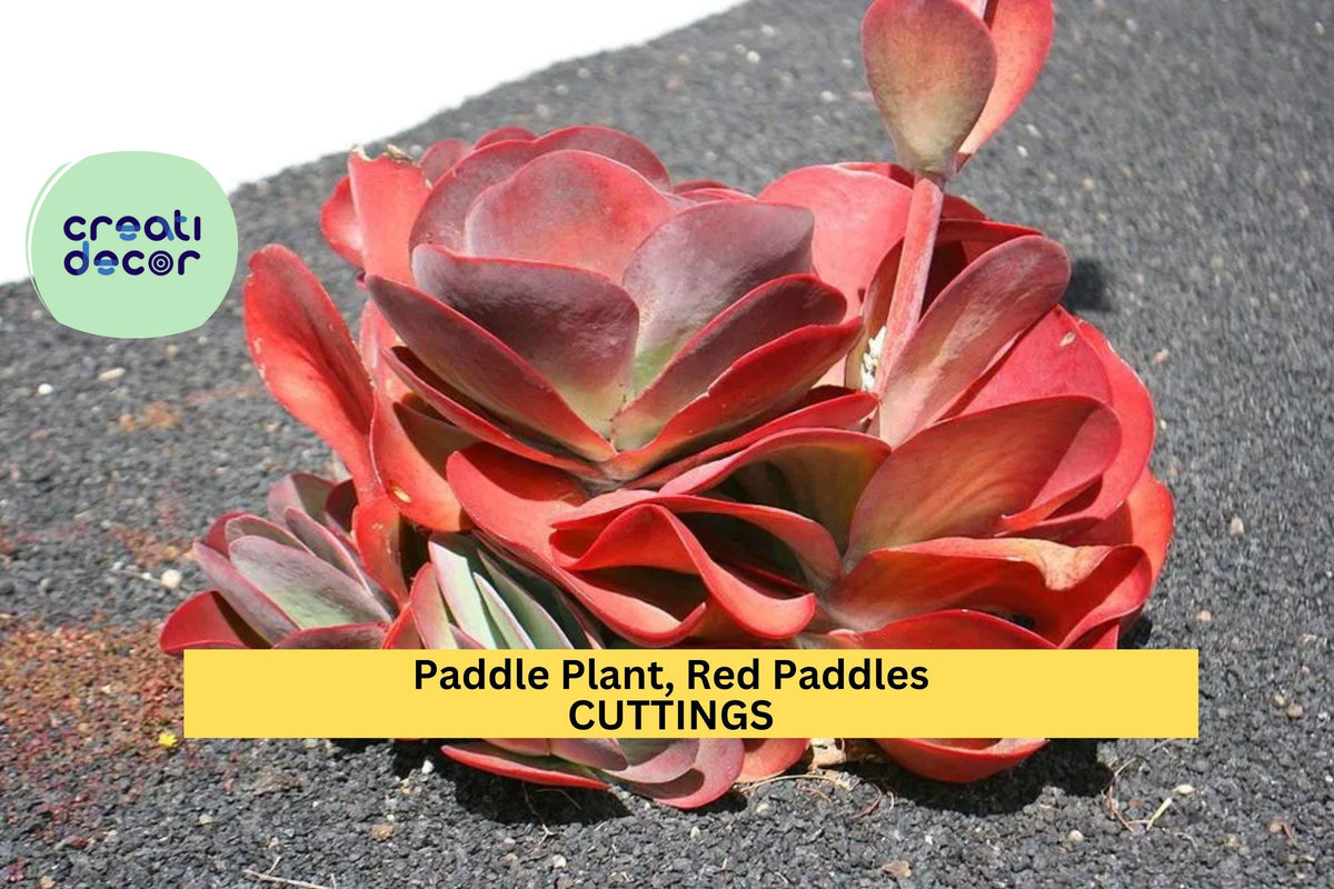 Rooted Paddle Plant Cuttings | Kalanchoe Thyrsiflora / Luciae | Red-Edged Succulent for Indoor or Garden Use