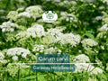 Caraway Seeds for Planting, Organic Carum carvi Herb, Culinary and Baking Seeds, 300 Premium Non-GMO Herb Seeds